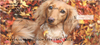 Red Long Haired Dachshund